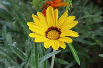 黄色のガザニアの花