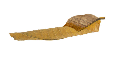 Obraz premium Dry leaves