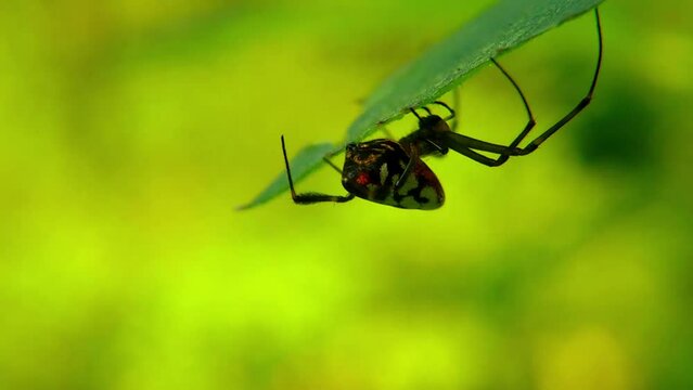 Pear-shaped Opadometa spider hiding behind fresh leaves