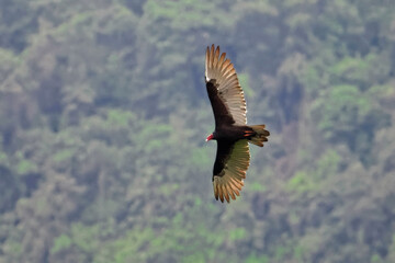 turkey vulture flying over the rainforest. Vulture Flying Over a Forest. Eagles of Vinales flying over valley in a cloud weather