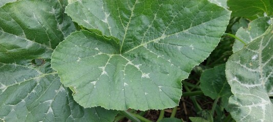 korea Pumpkin leaves and arcs