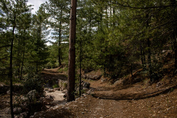 Summer sunset landscape of a hiking path in a green pine forest