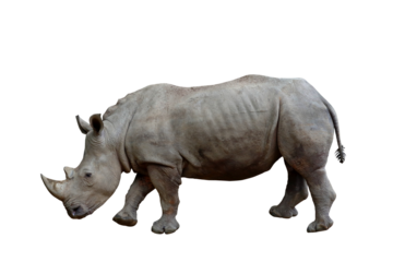 White rhinoceros isolated on transparent background png file