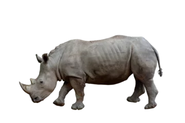 Fototapeten Nashorn White rhinoceros isolated on transparent background png file  © Passakorn