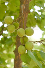 Growing plums in an orchard. Unripe plum fruits on the branches Closeup, green, unripe plum on a tree, Close up detail of unripe green plums on plum tree. Green and unripe plum fruits on a branch