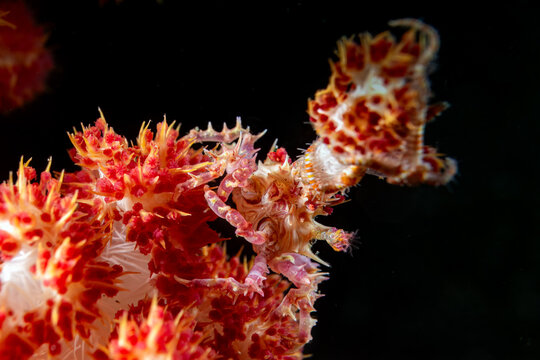 Candy Crab - Hoplophrys - Anilao Philippinen