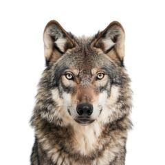 Fototapeta premium wolf isolated on white