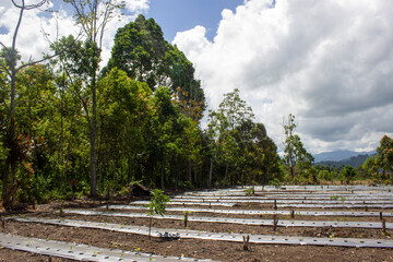 agricultural land on the village in sumatra