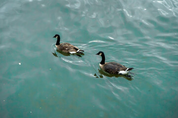 ducks in the lake