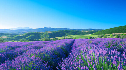 Lavender Field with Mountains in the Background for Summer and Nature with copy space text for summer and nature websites