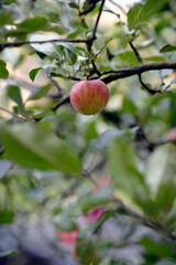 Apple tree in Berlin
