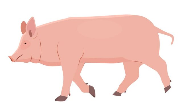 Pig Walking Animation,  Animation is cyclic and isolated