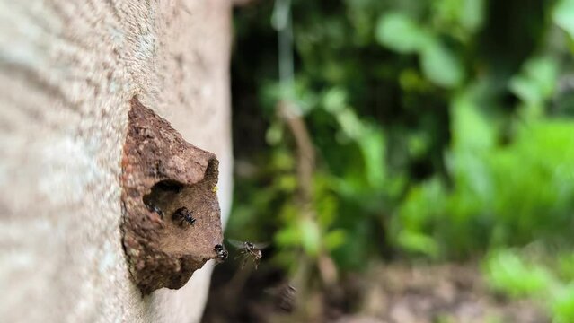 stingless bee colony  "Tetragonula biroi''. Worker bees leave the nest to collect nectar and pollen for the survival of the colony