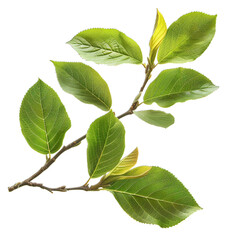 Fototapeta premium green leaves isolated