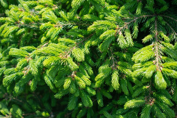 Young fresh green fir tree branches background