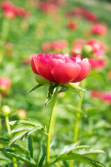 Beautiful bright pink blooming peony flower in a green garden. Sunny day