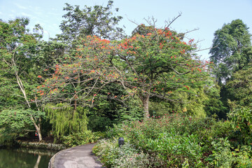 Tropical Tree with red flowers in Singapore Botanical Garden. Royal Poinciana, Delonix Regia
