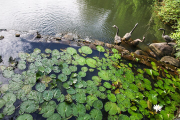 Close up view of couple of white waterlily in bloom floating on the lake