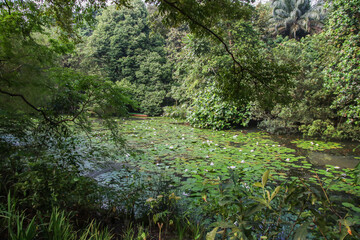 Close up view of couple of white waterlily in bloom floating on the lake
