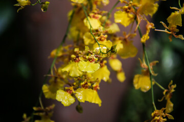 Yellow orchid flower in Singapore Botanical Garden