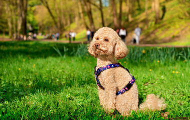 Toy poodle dog sits in the park. The dog is on a leash by Waudog on April 7, 2024. The dog is resting. The photo is horizontal and blurred