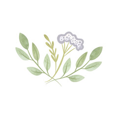 Bouquet of medicinal plants: twigs with leaves and an umbrella of white flowers. Isolated watercolor illustration on white background. Clipart for invitations and wedding cards.