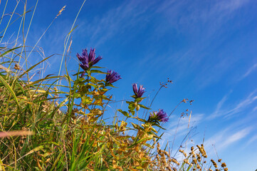 Blue Gentiana flowers against a blue sky.