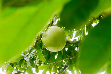 Close-Up of Calabash Tree Bearing Unique Fruits - Exotic Botanical Delight in Natural Setting