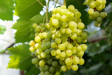 Harvesting green grapes in outdoor vineyards. Concept of healthy eating homegrown greenery fruits....