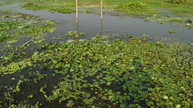 Pistia stratiotes in the river. Indonesian call it Kiambang, kapu-kapu, kayu apu, kayambang, apu-apu, kayu apung, or kapu-kapu