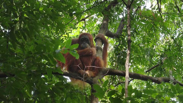 a female sumatran orangutan sits on a branch of a rainforest tree in gunung leuser national park on sumatra, indonesia
