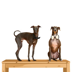 Colorful detailed dog Illustration