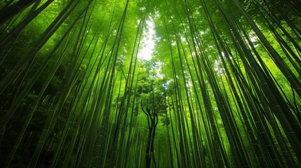 A dense bamboo forest with towering stalks forms a lush green canopy, creating a mystical, tranquil escape.