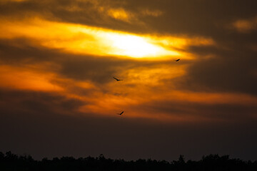 Sunset Fire Birds
