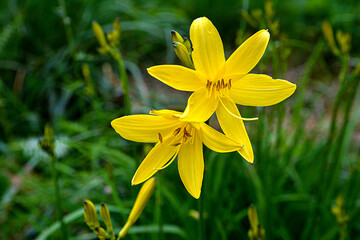 Yellow daylily flowers in a garden