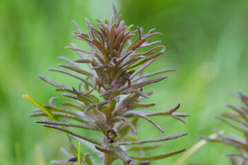 Closeup on the small dwarf owl's-clover wildflower, Triphysaria pusilla, a parasite plant