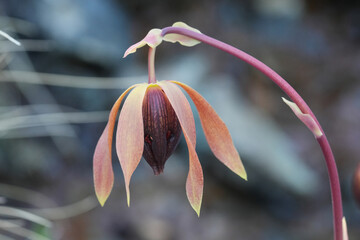 Closeup on the flower of the carnivorous native North-American California pitcher plant or cobra...