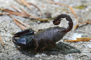 Closeup on a gravid female Pacific or Western Forest Scorpion, Uroctonus mordax , Oregon