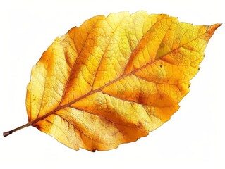 Single golden autumn leaf, isolated on white background, 