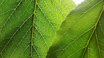 Obraz premium Macro leaves background