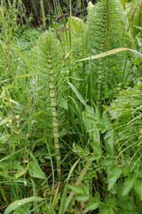 Closeup on the North American great horsetail puzzlegrass, Equisetum telmateia ad Bandon, Oregon