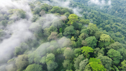 Forest and tree landscape texture abstract background, Aerial top view forest atmosphere area, Texture of forest view from above, Ecosystem and healthy ecology environment concepts
