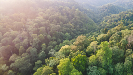Obraz premium Forest and tree landscape texture abstract background, Aerial top view forest atmosphere area, Texture of forest view from above, Ecosystem and healthy ecology environment concepts