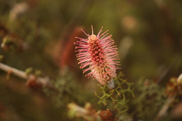 bottlebrush