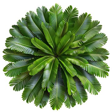 Cycas Leaf with dense, rosette arrangement, isolated white background, without shadow, single object, detailed, PNG dicut style, model object