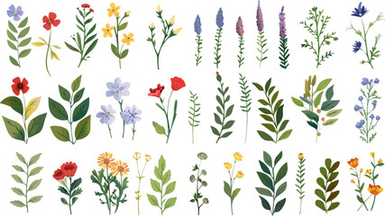 Collection of watercolor wild flowers and leaves with grass. Botanical garden elements set. Watercolor floral vector isolated eps illustration. 