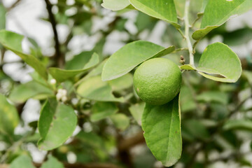 Close-Up of Green Oranges on Tree Branch - Fresh Citrus Fruit Growing in Natural Orchard Setting