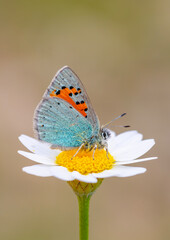 tiny blue butterfly on daisy, Romanoff's Tomares, Tomares romanovi