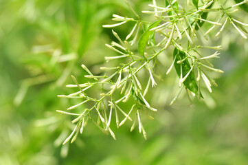 Arum dalu or Cestrum nocturnum night blooming jasmine flower close-up