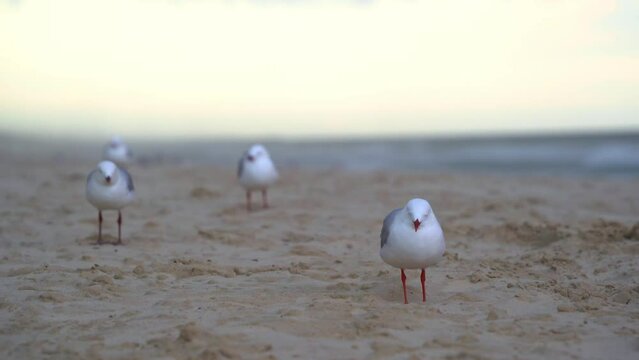 The Australian Silver Gull (Chroicocephalus novaehollandiae) perches on the golden sandy beach, bracing against the strong winds that sweep through the coastal environment.